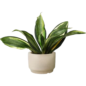 snake-plant